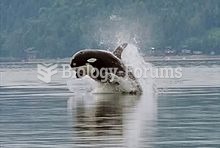 To travel quickly, killer whales leap out of the water when swimmingÃƒÂ¢Ã¢â€šÂ¬Ã¢â‚¬Âa behaviour kn