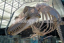 A killer whale skeleton