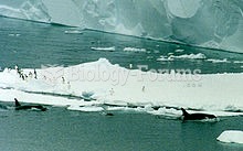 Killer whales swim by an iceberg with Adelie penguins in the Ross Sea, Antarctica. The Drygal