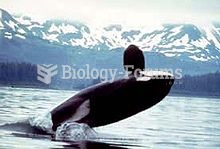 Killer whales, like this one spotted near Alaska, commonly breach, often lifting their entire bodies