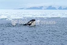 A killer whale plays with a ball of ice, soon after a researcher had thrown a snowball at the whale.