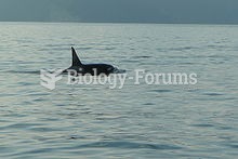 The last known AT1 pod offspring, AT3, swimming in Resurrection Bay