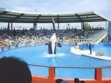 Lolita, at the Miami Seaquarium, is one of the oldest whales in captivity.