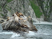 Steller sea lions haul out on a rock off the coast of Raspberry Island (Alaska)
