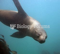 Fur seal underwater