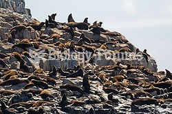 Brown fur seal colony at Friar Island, Tasmania