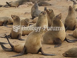 Brown fur seals