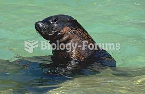 Brown fur seal in Prague Zoo