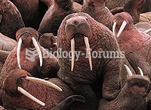 Young male Pacific Walruses on Cape Pierce in Alaska. Note the variation in the curvature and orient