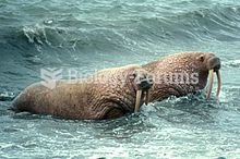 Walruses leaving the water