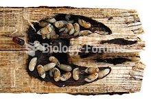 Gallery of Xylosandrus crassiusculus split open, with pupae and black fungus