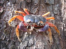 Gecarcinus quadratus, a land crab from Central and South America