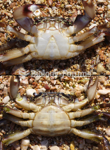 The underside of a male (top) and a female (bottom) individual of Pachygrapsus marmoratus, showing t