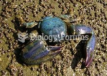 Petrolisthes elongatus, the New Zealand half crab