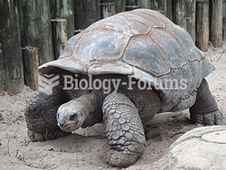 An Aldabra Giant Tortoise (Aldabrachelys gigantea)