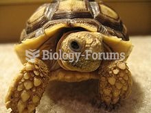 Young African Sulcata tortoise