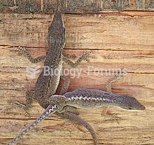 Anoles mating, Gainesville, Florida