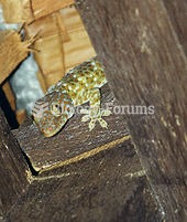 Gekko gecko in Thailand