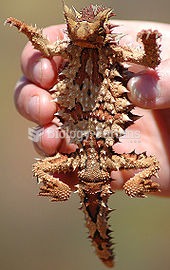 Underside of a Thorny devil, an agamid, Western Australia