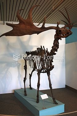 Irish Elk Mounted skeleton in Bremen