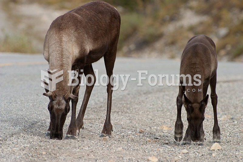 Caribou licking salt from roadway in British Columbia