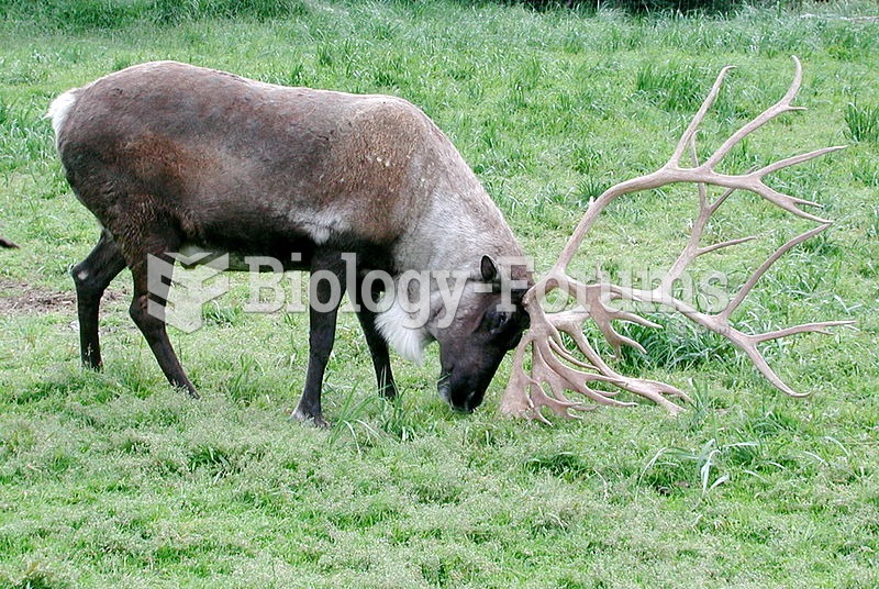 The size of the antlers play a significant role in establishing the hierarchy in the group