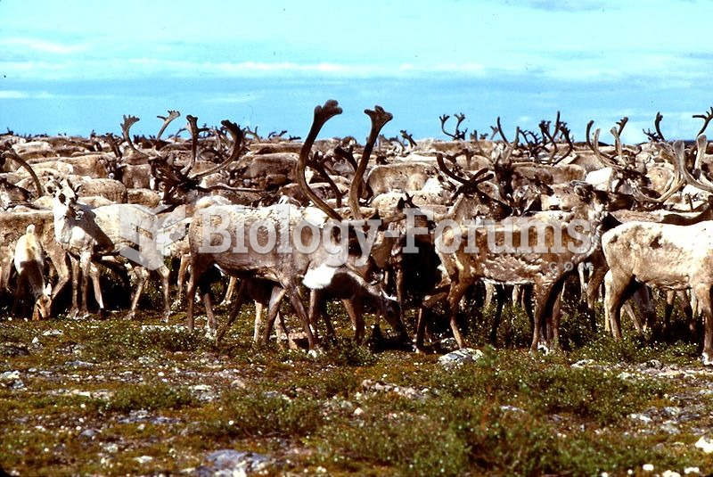 A herd of barren-ground caribou at the Thelon River. This subspecies is a long-distance migrant