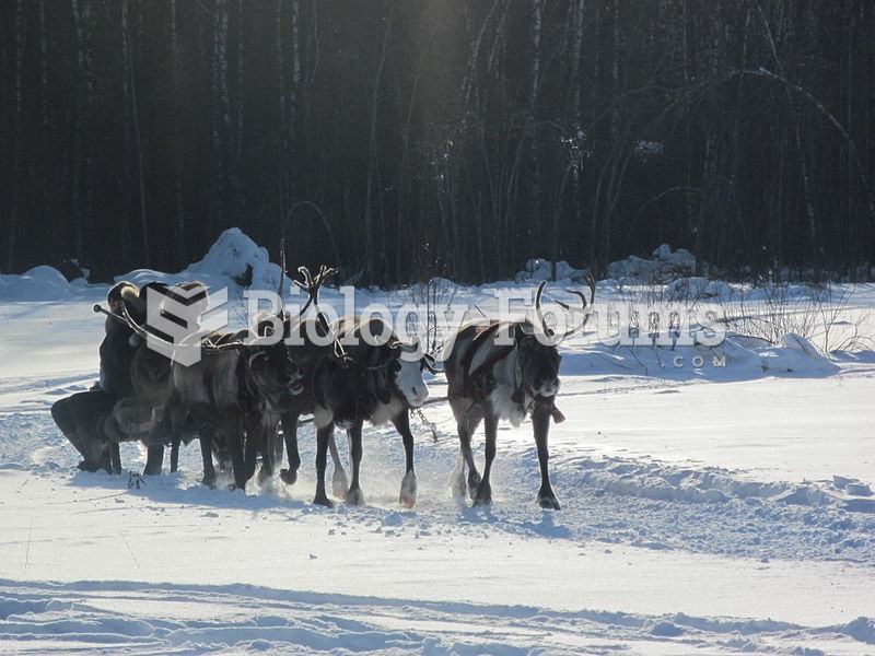 Reindeer pulling a sled in Russia