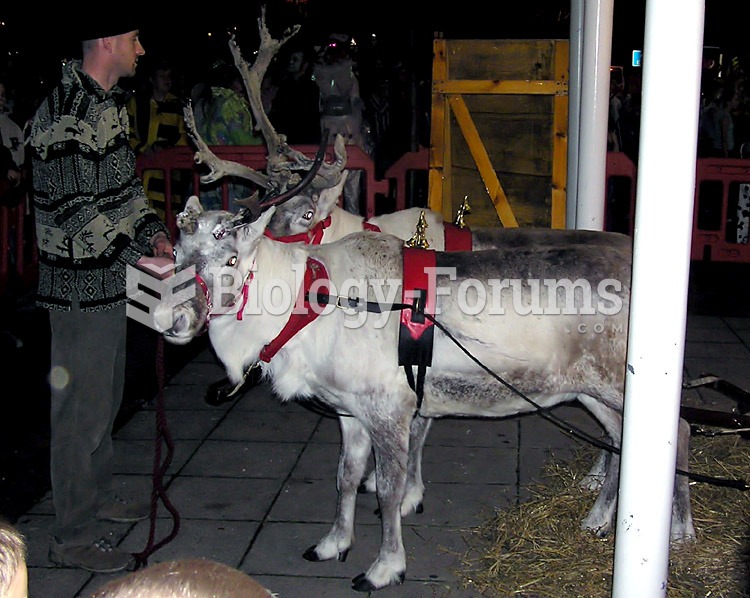 Two Scottish reindeer relax after pulling Santa's sleigh at the switching on of Christmas light