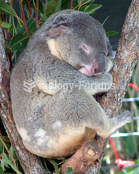 The Koala does not normally need to drink, because it can obtain all of the moisture it needs by eat