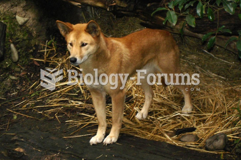 The Dingo was the first placental mammal introduced to Australia, around 4000 years ago