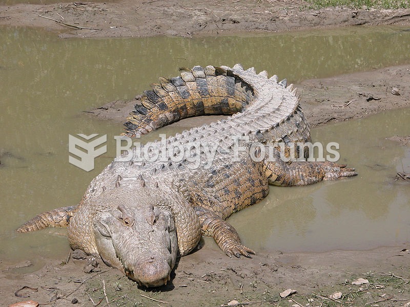 The Saltwater Crocodile is the largest species of crocodile in the world.