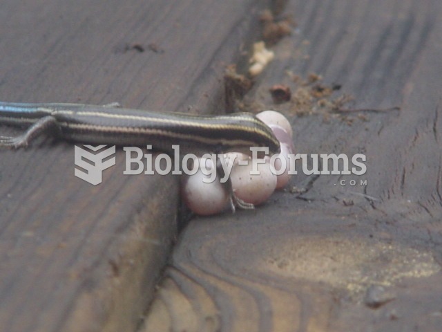 Female Skink with Eggs