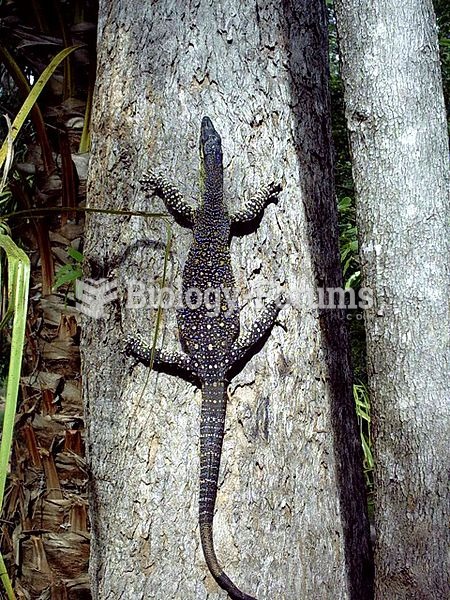 A lace monitor (Varanus varius) in Byfield National Park