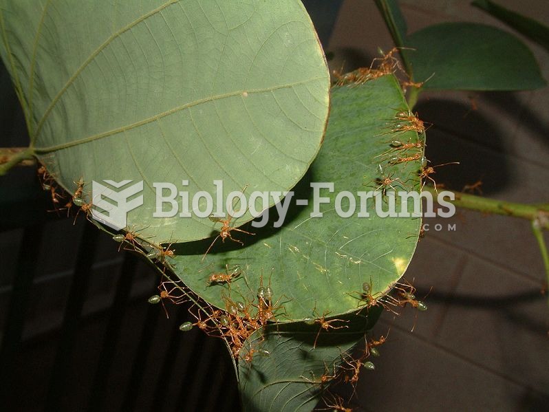 green ants (Oecophylla smaragdina)