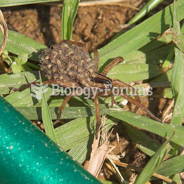 Wolf spider carrying her young.