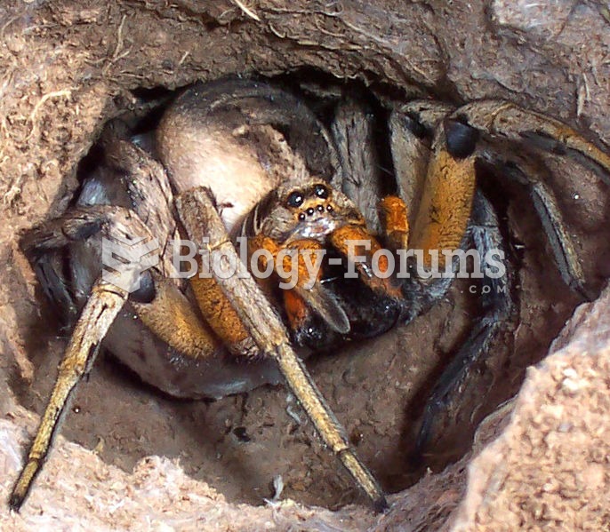 Burrowing wolf spider defending its egg sac.