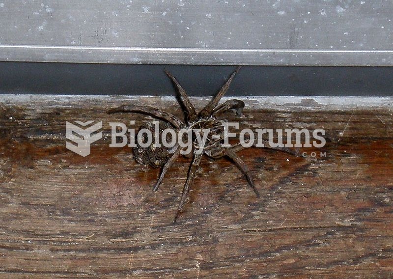 Large Wolf Spider with young in Michigan