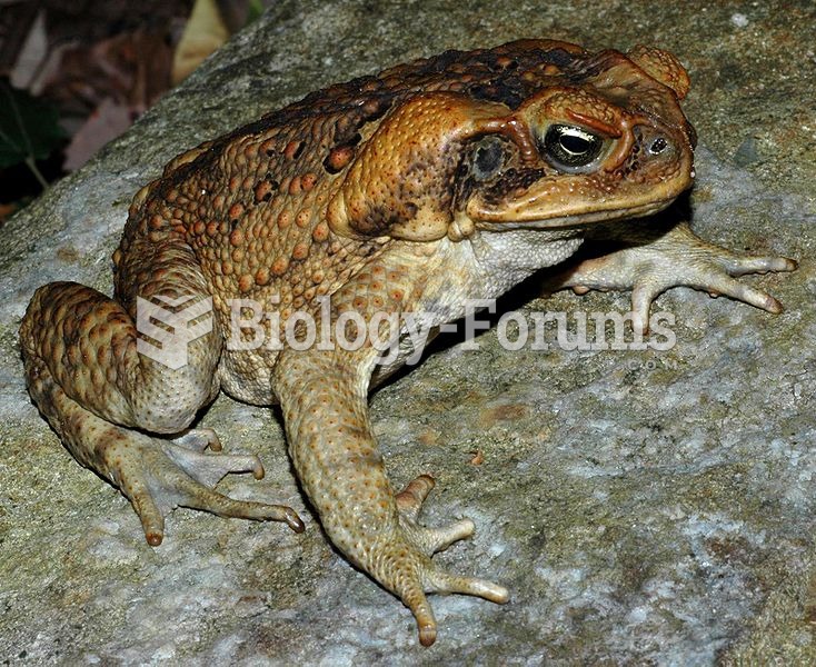 The poisonous cane toad