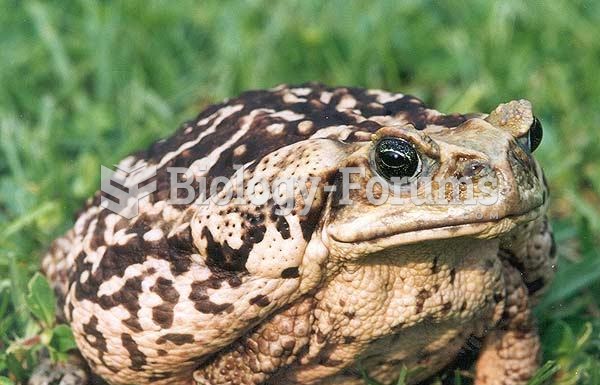 A light-coloured cane toad