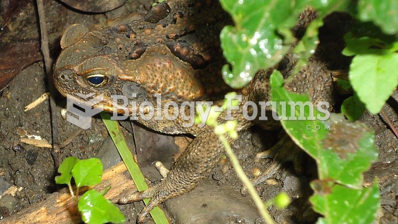 Bufo marinus in the Philippines are referred to as 'Kamprag', a bastardization of 'Am