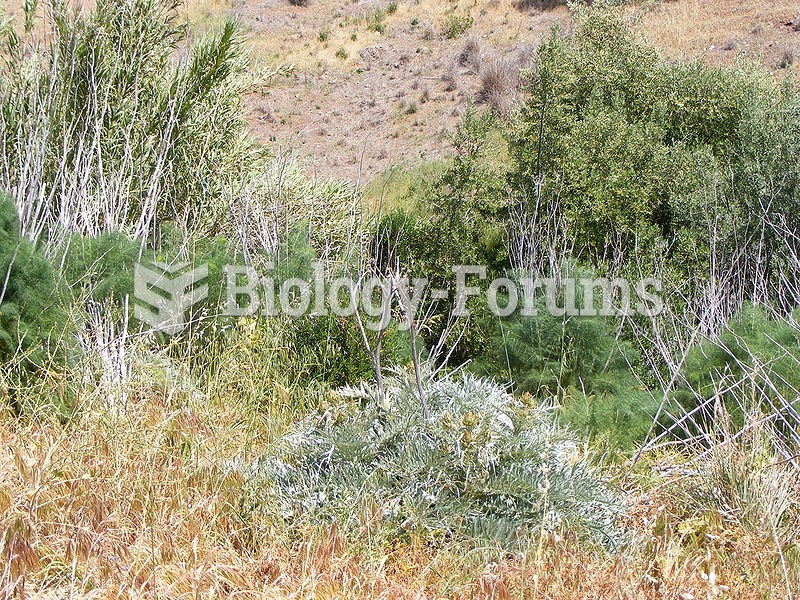 Common invasive species in the Adelaide Hills: Olive, Artichoke thistle, Fennel and Bamboo