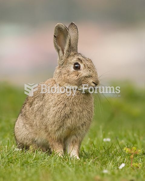 A European Rabbit (Oryctolagus cuniculus) in Tasmania