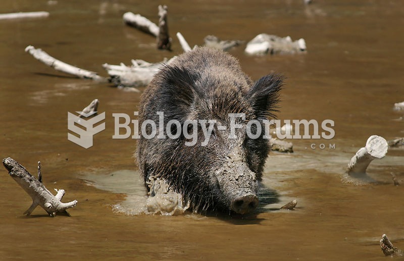 Wild boar (Sus scrofa), also known as wild pig