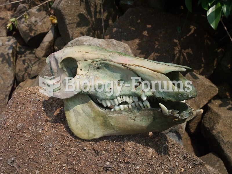 The skull of a wild boar found at Lan Lo Au, Hoi Ha Wan Marine Park, Hong Kong