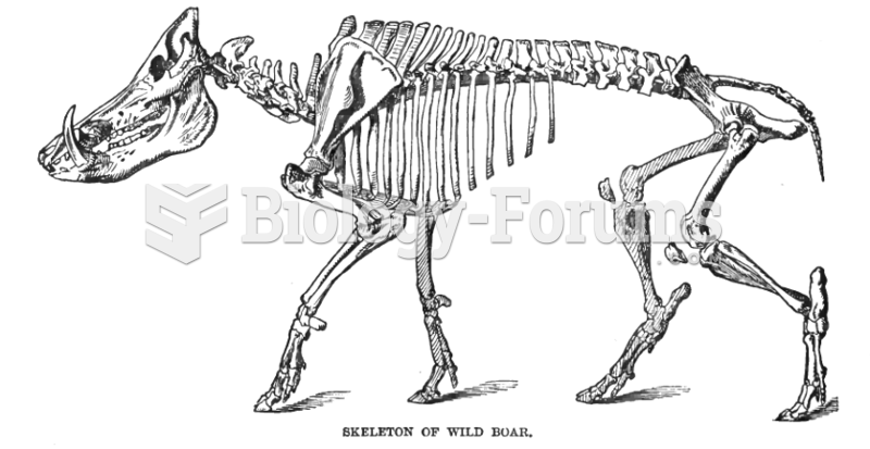 Wild boar skeleton