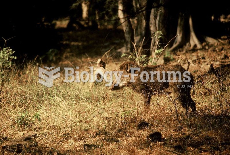 Indian wild boar (Sus scrofa cristatus) at Ranthambore National Park