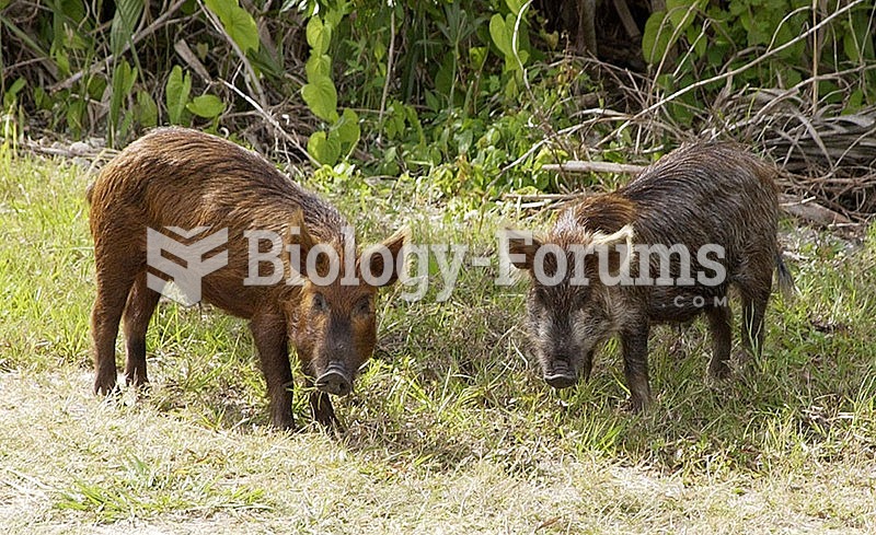 Feral pigs in the United States (here Cape Canaveral, Florida)