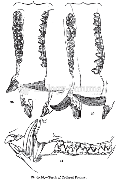 Dentition of a collared peccary, as illustrated in Knight's Sketches in Natural History