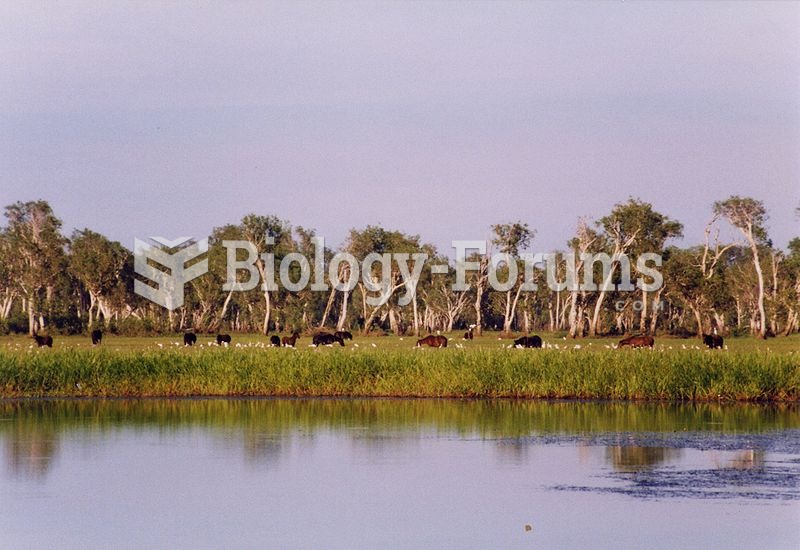 Brumbies, Kakadu National Park